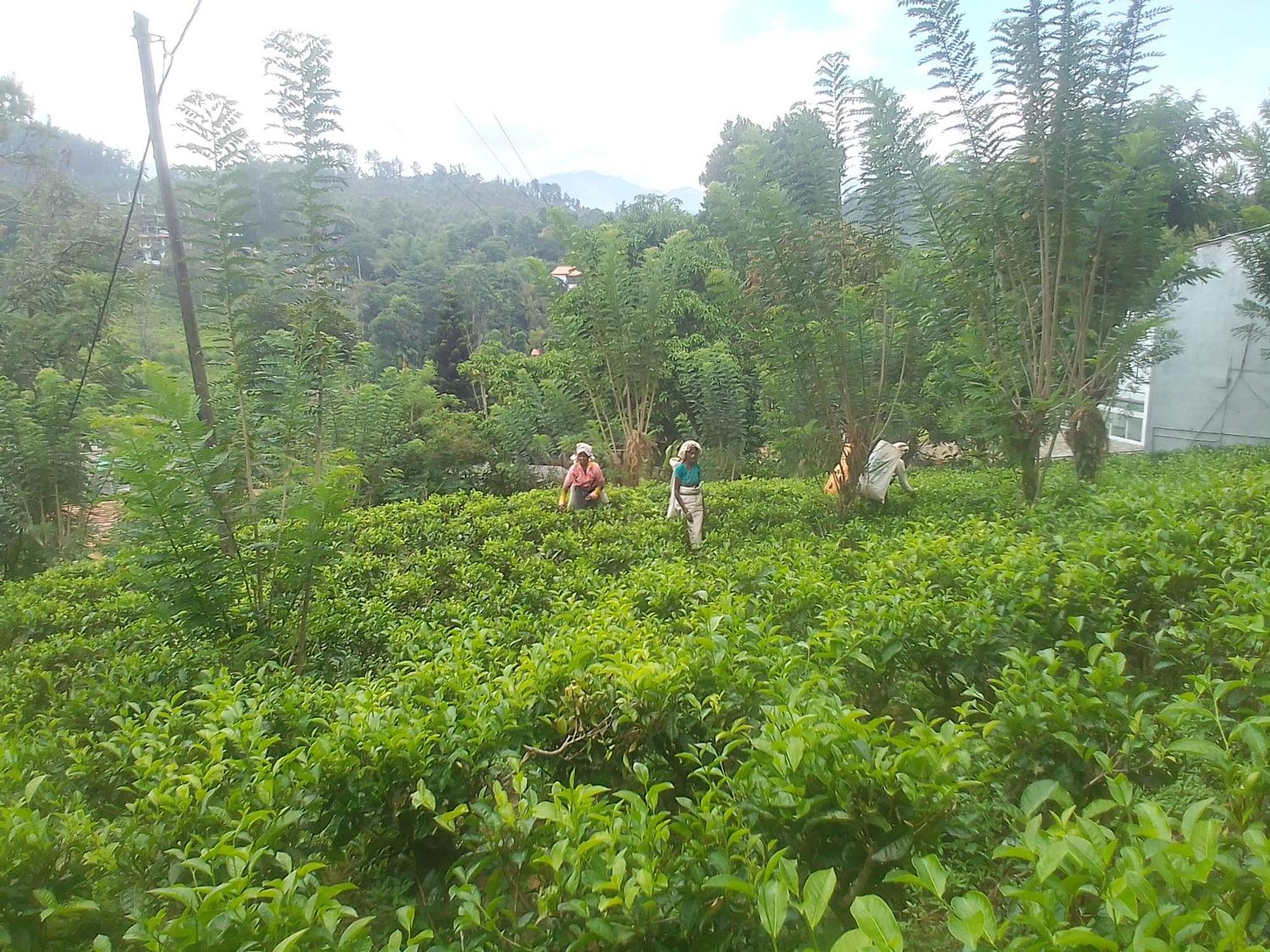 Talblick Homestay Ella Room photo